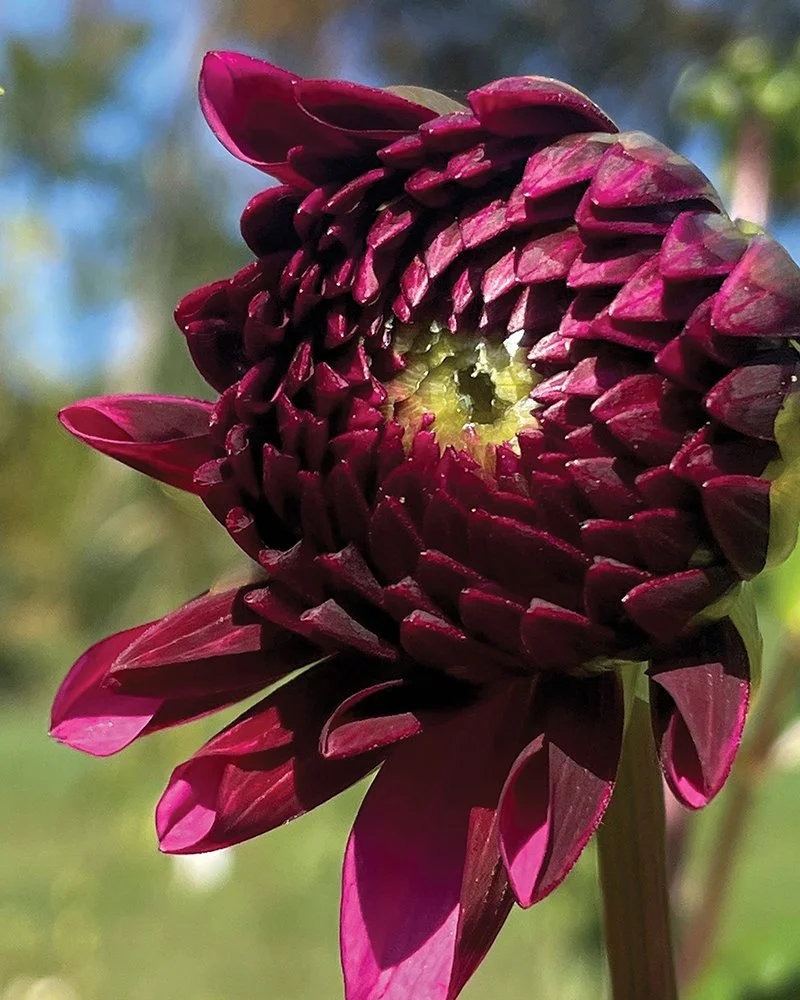 Dahlia