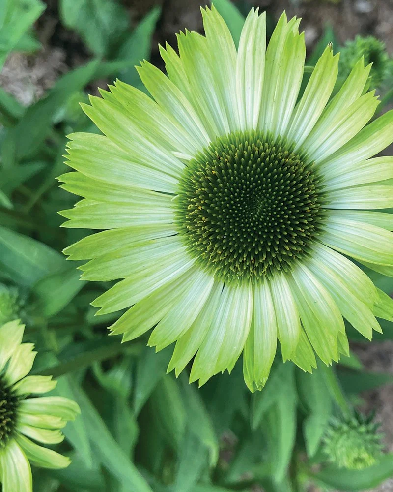 Echinacea
