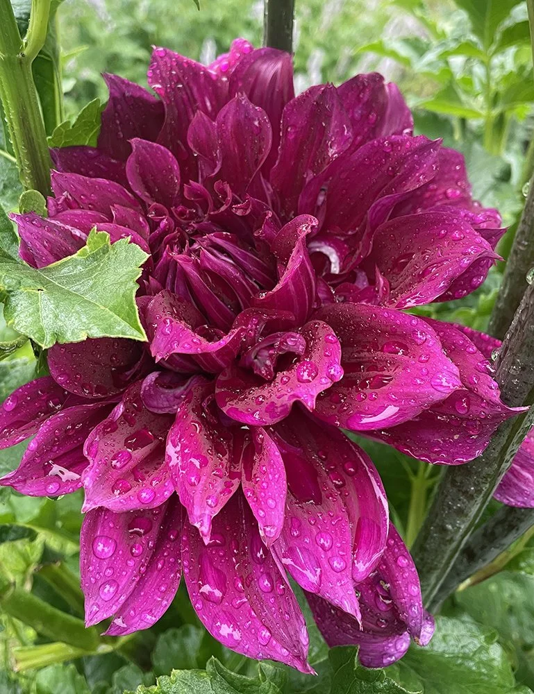 Dahlia