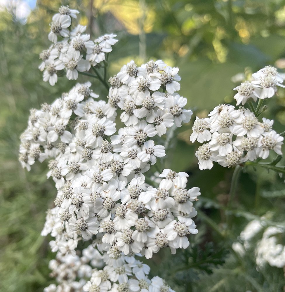 Yarrow