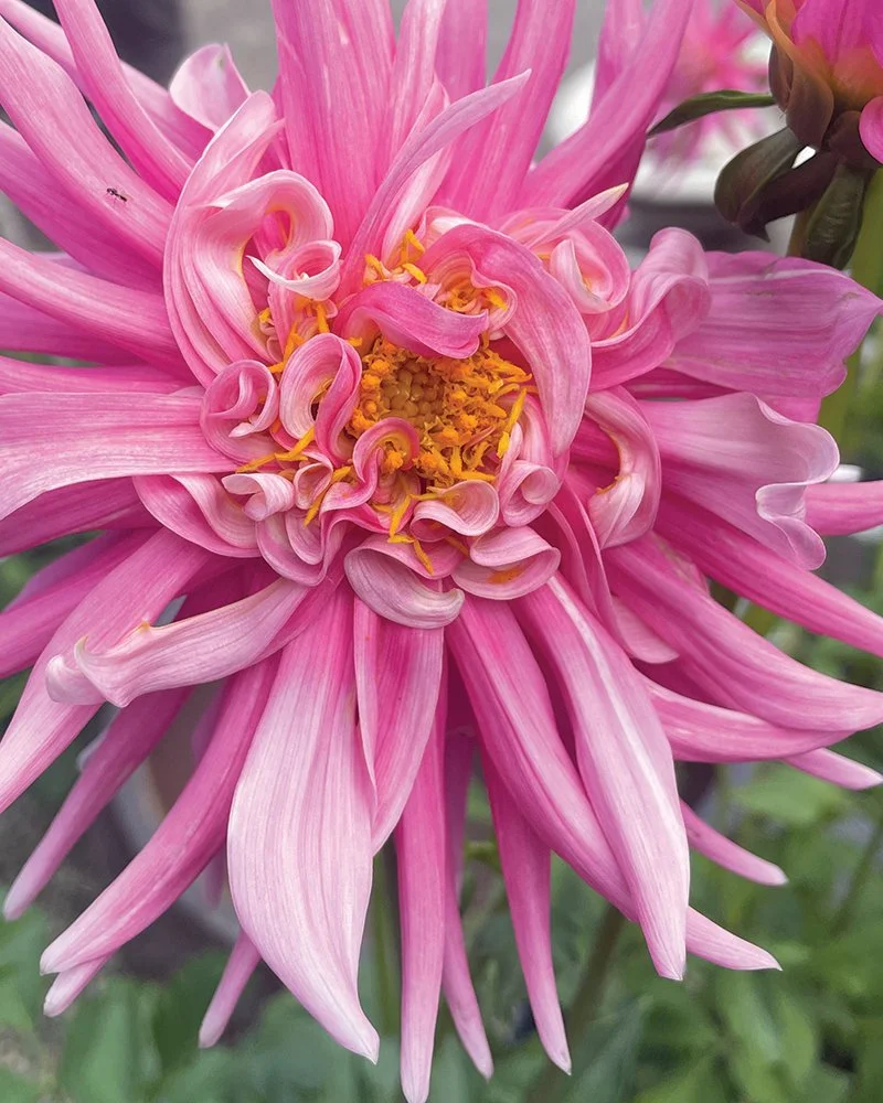 Dahlia
