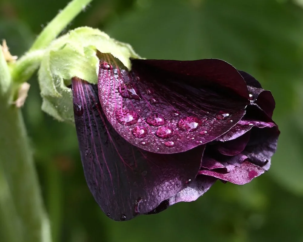 Black Garnet Hollyhock