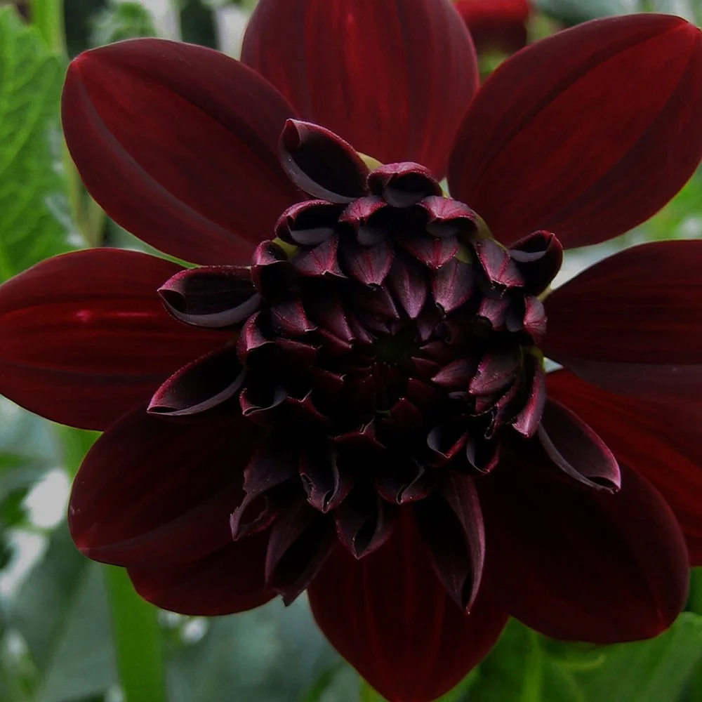 Dahlia