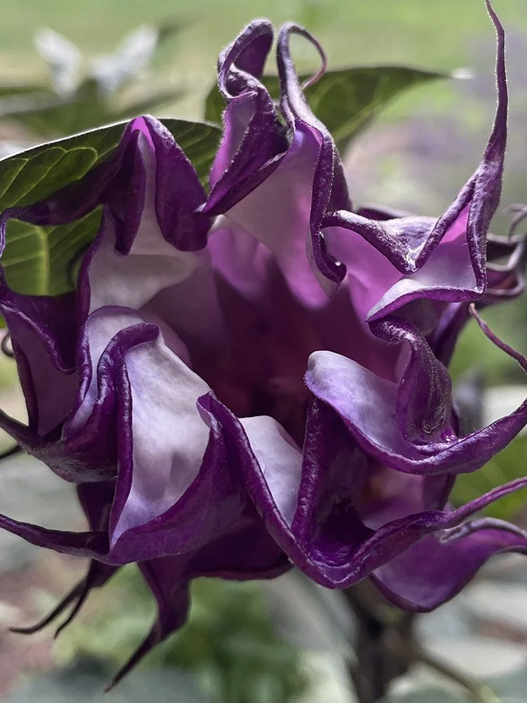 Devil's Trumpet Datura
