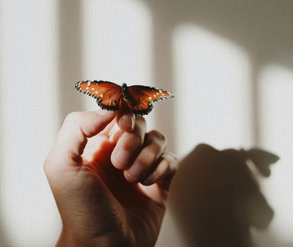 A person's hand holding a butterfly representing the brand name Mariposa Creative Co.