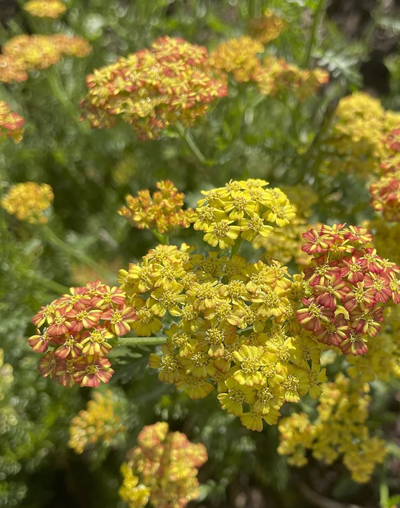 Yarrow