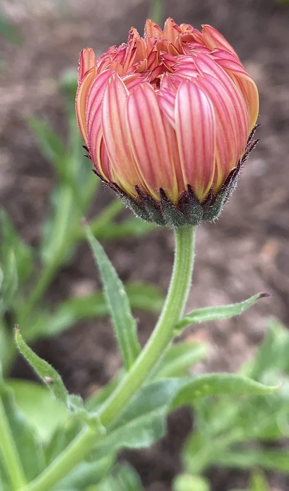 Calendula