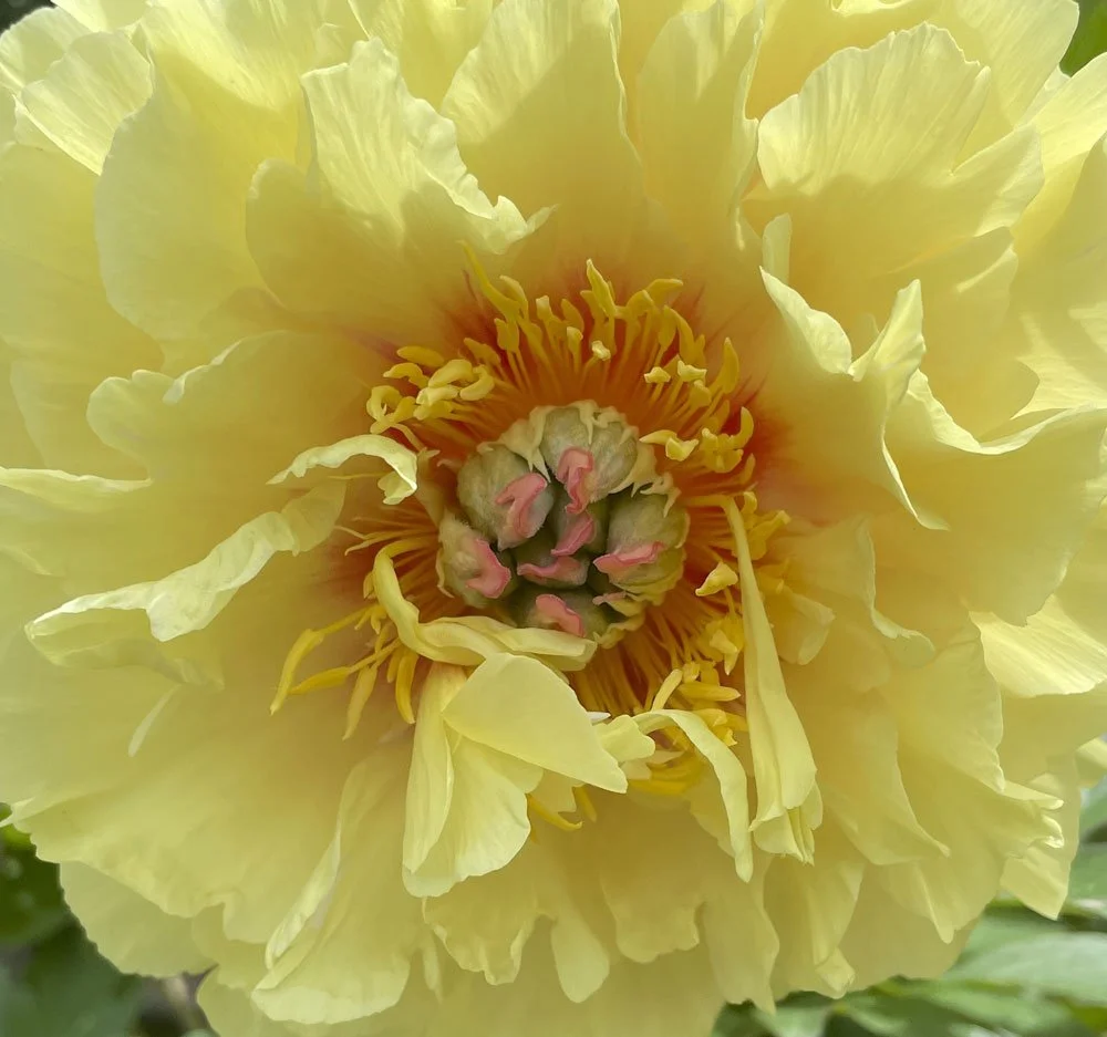 Peony