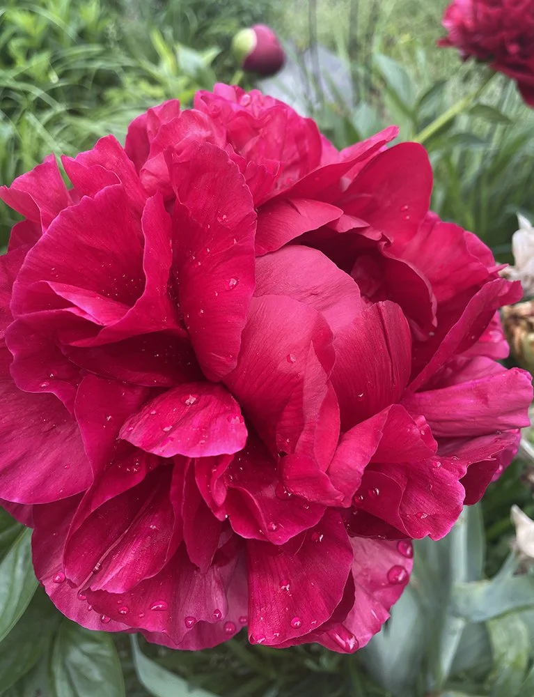 Peony