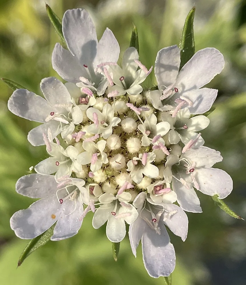 Starflower Scabiosa