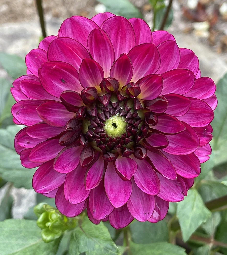 Dahlia