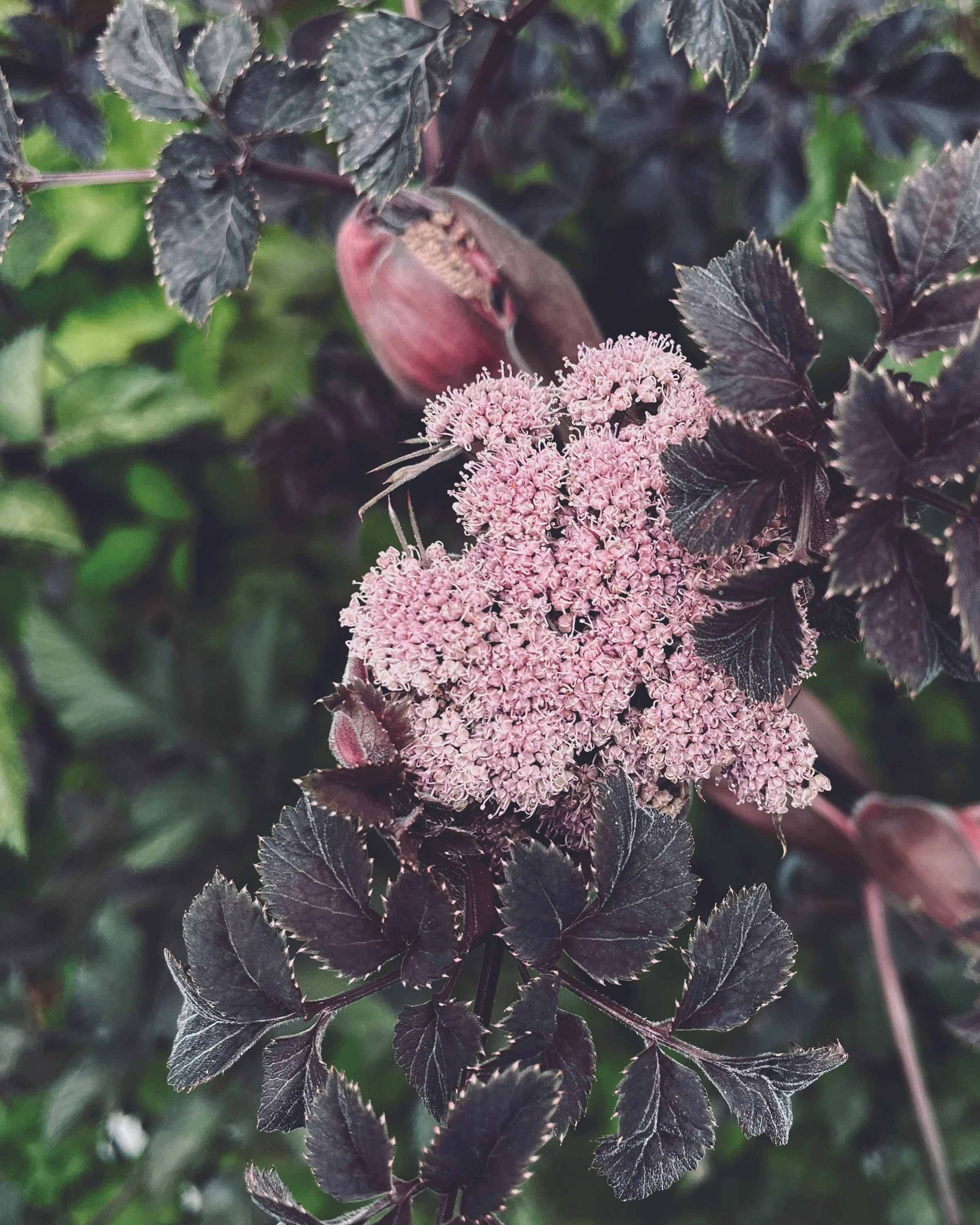Angelica