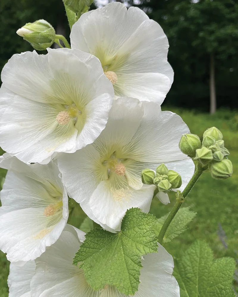 Hollyhock
