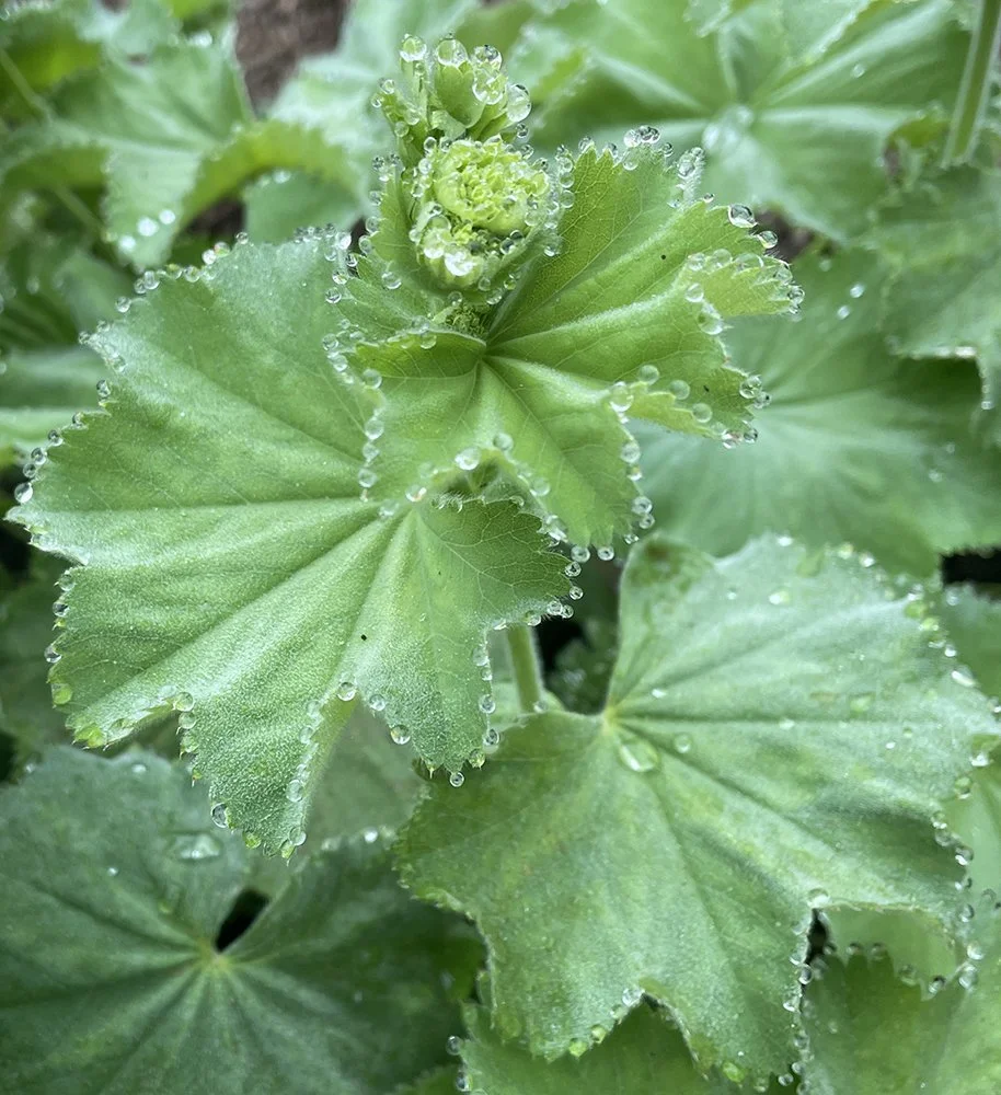 Lady's Mantle