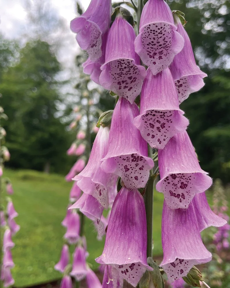 Foxglove