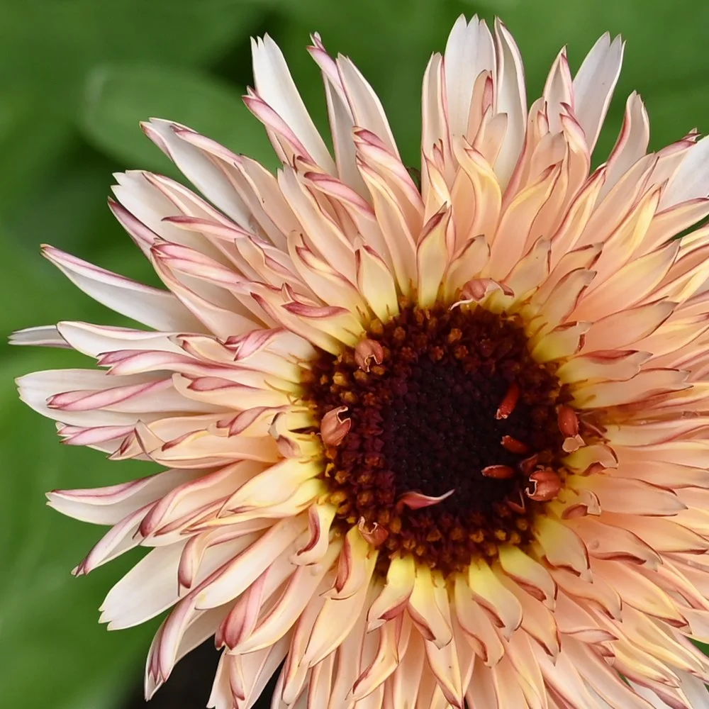 Calendula