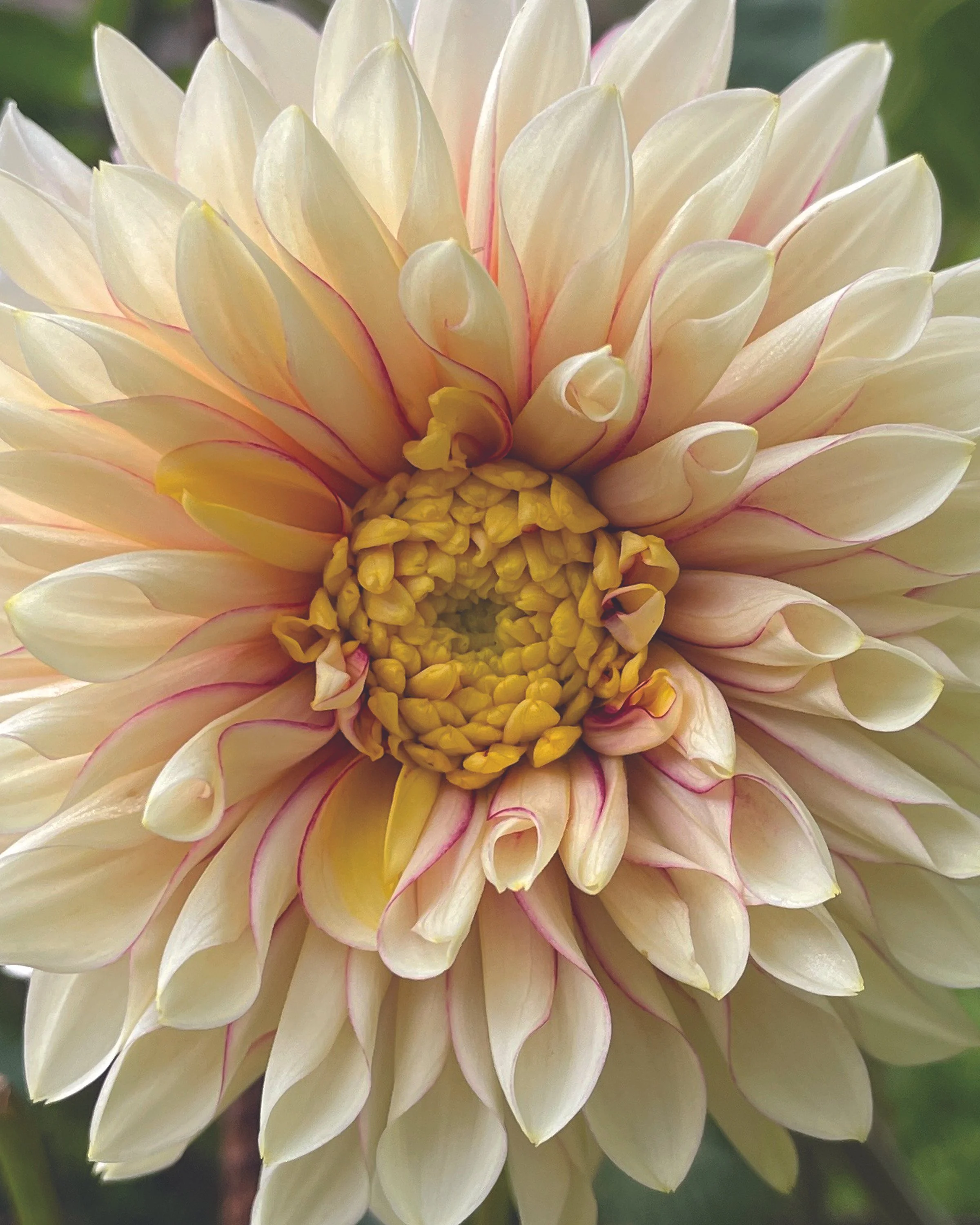 Calendula