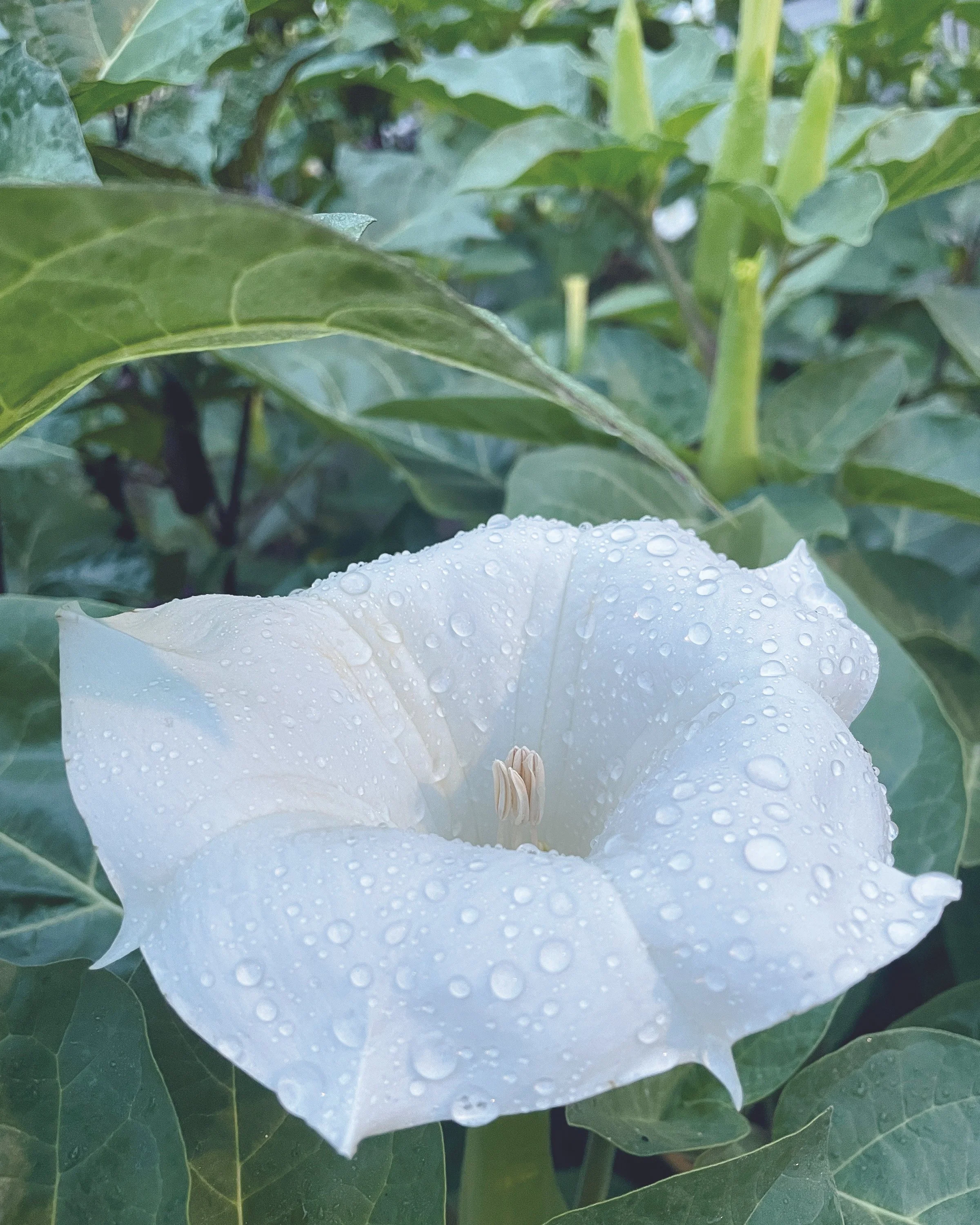Angel's Trumpet Datura