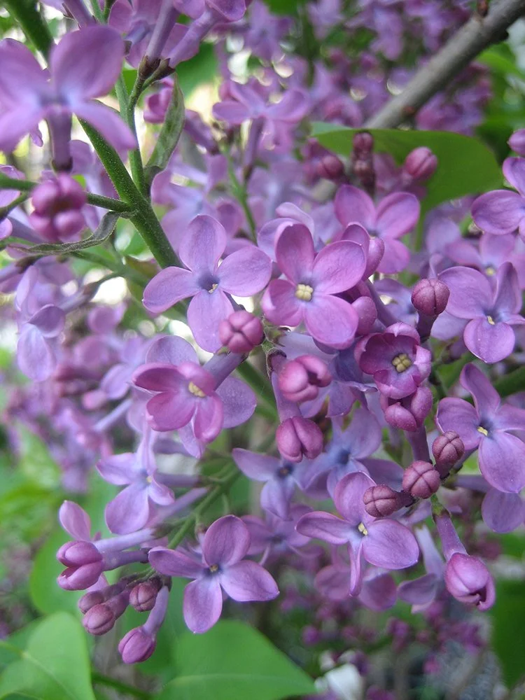 Lilac