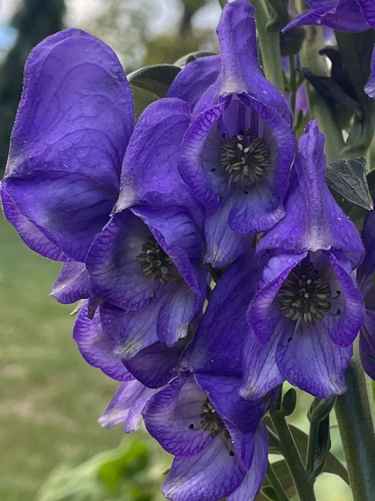 Wolfsbane