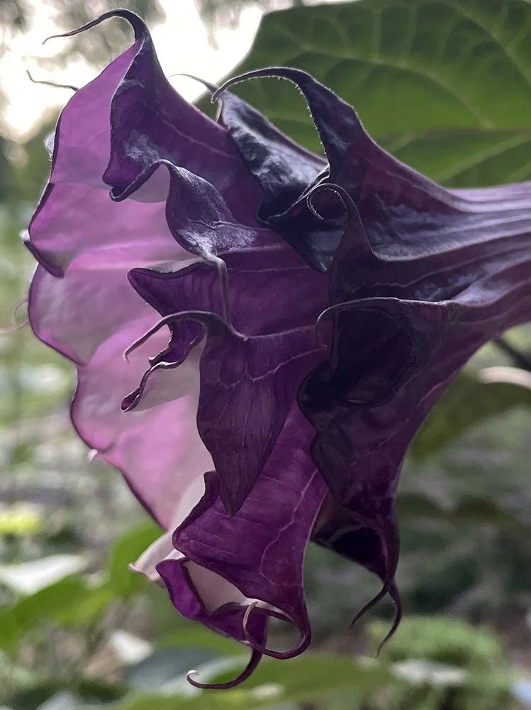 Devil's Trumpet Datura