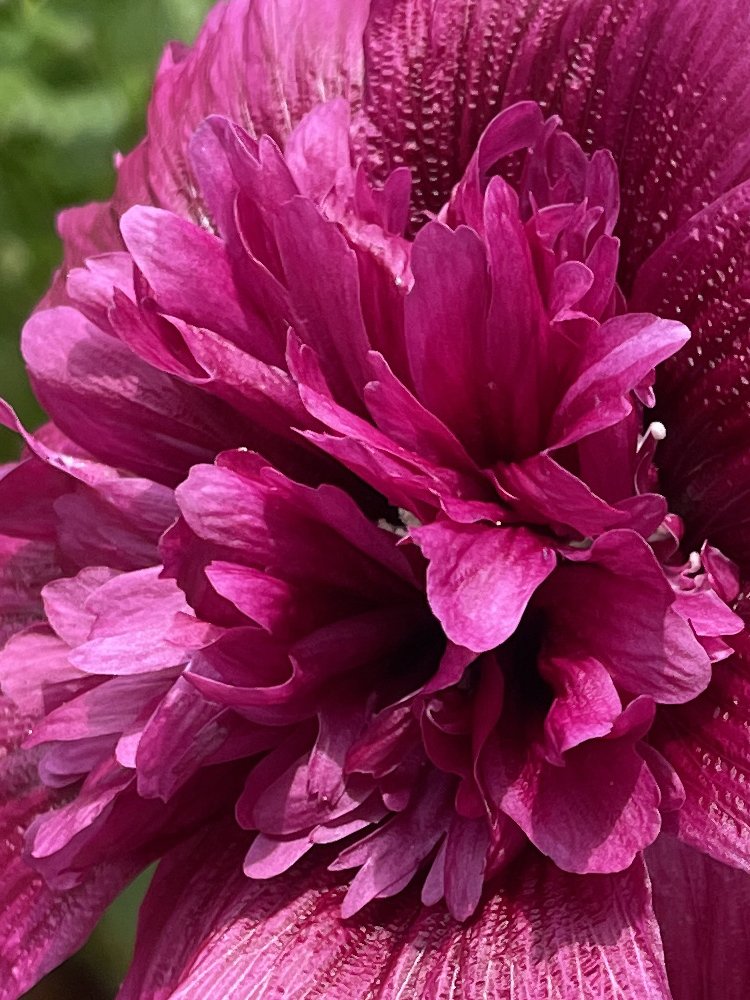 Hollyhock
