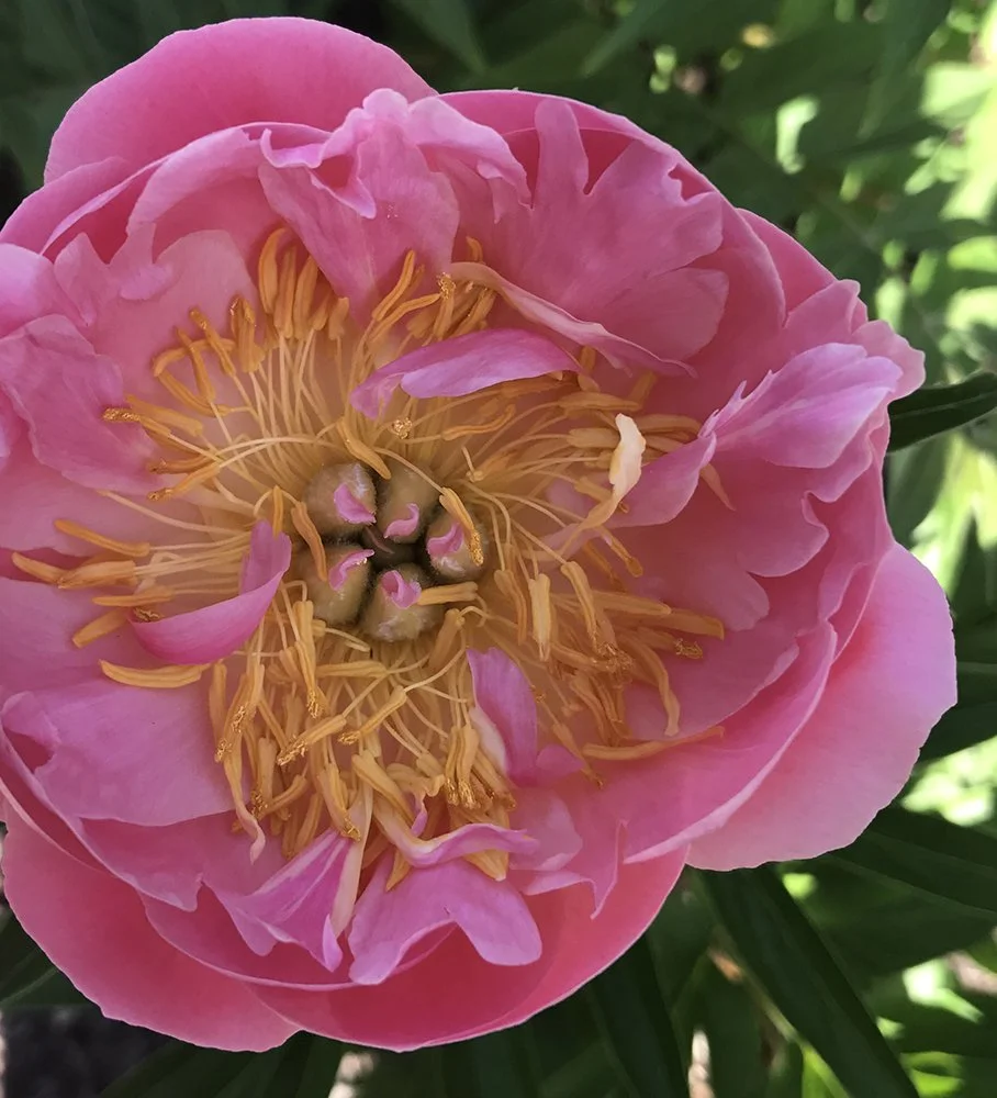 Peony