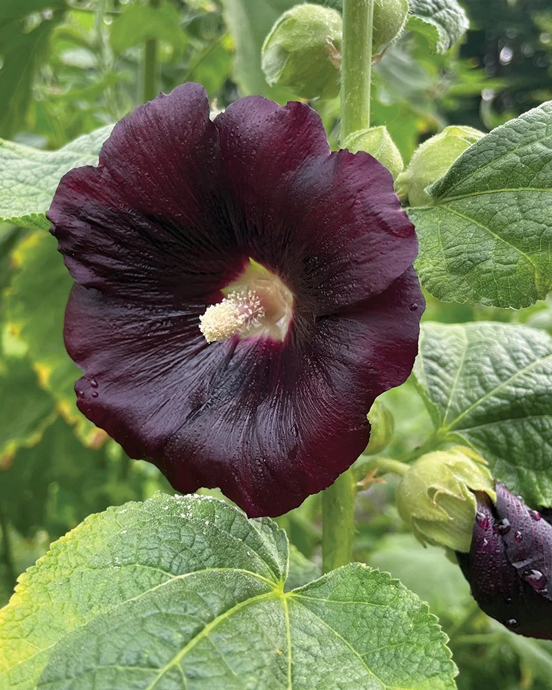 Hollyhock