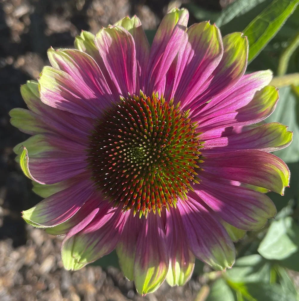 Echinacea