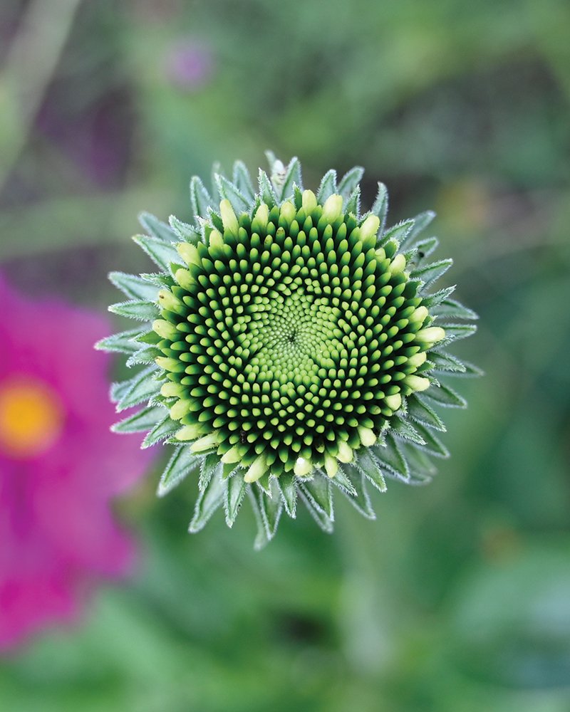 Echinacea