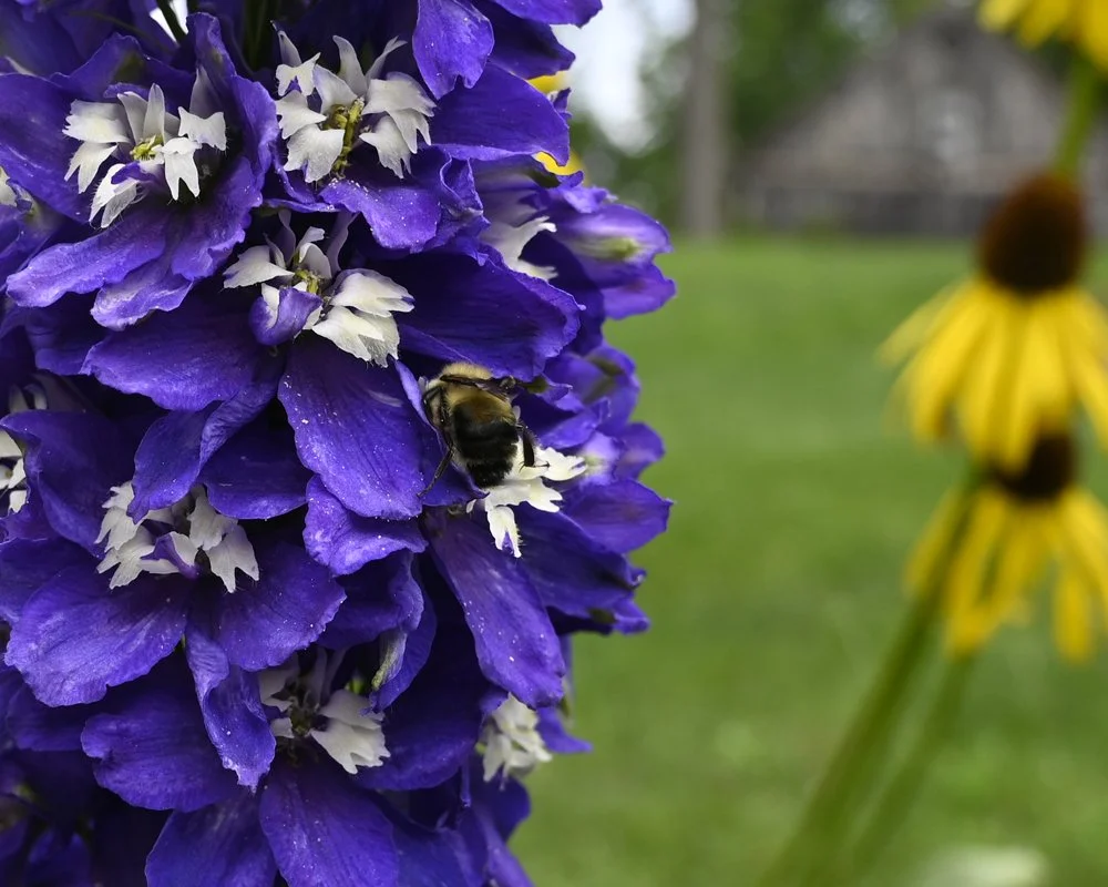 Delphinium