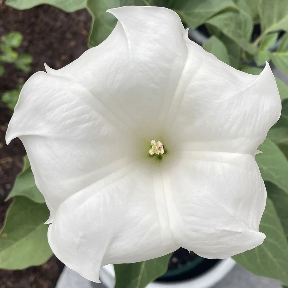 Angel's Trumpet Datura