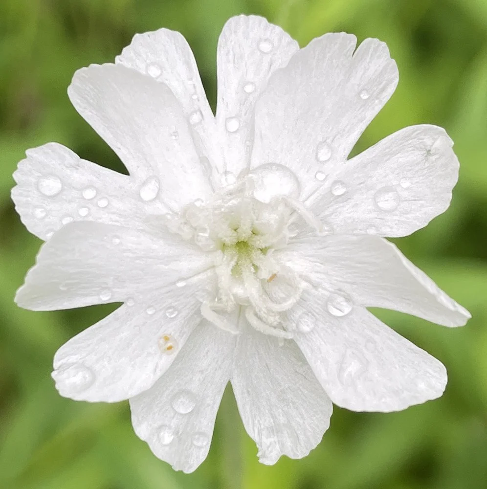 Catchfly