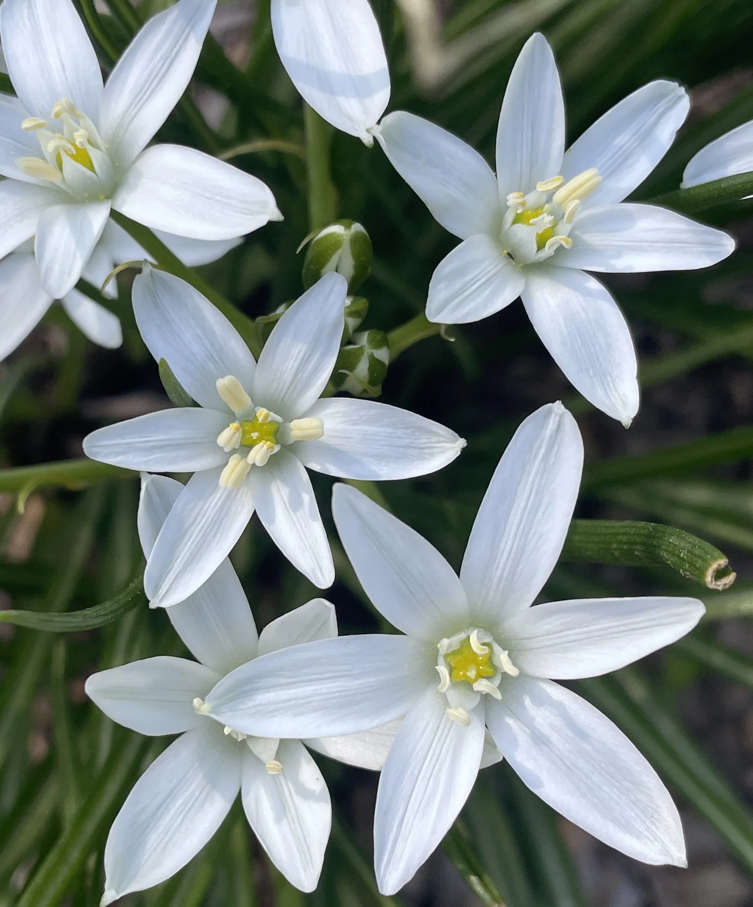 Star of Bethlehem
