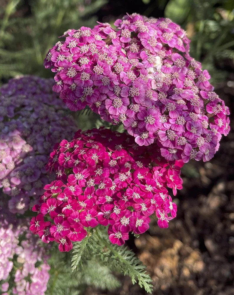 Yarrow