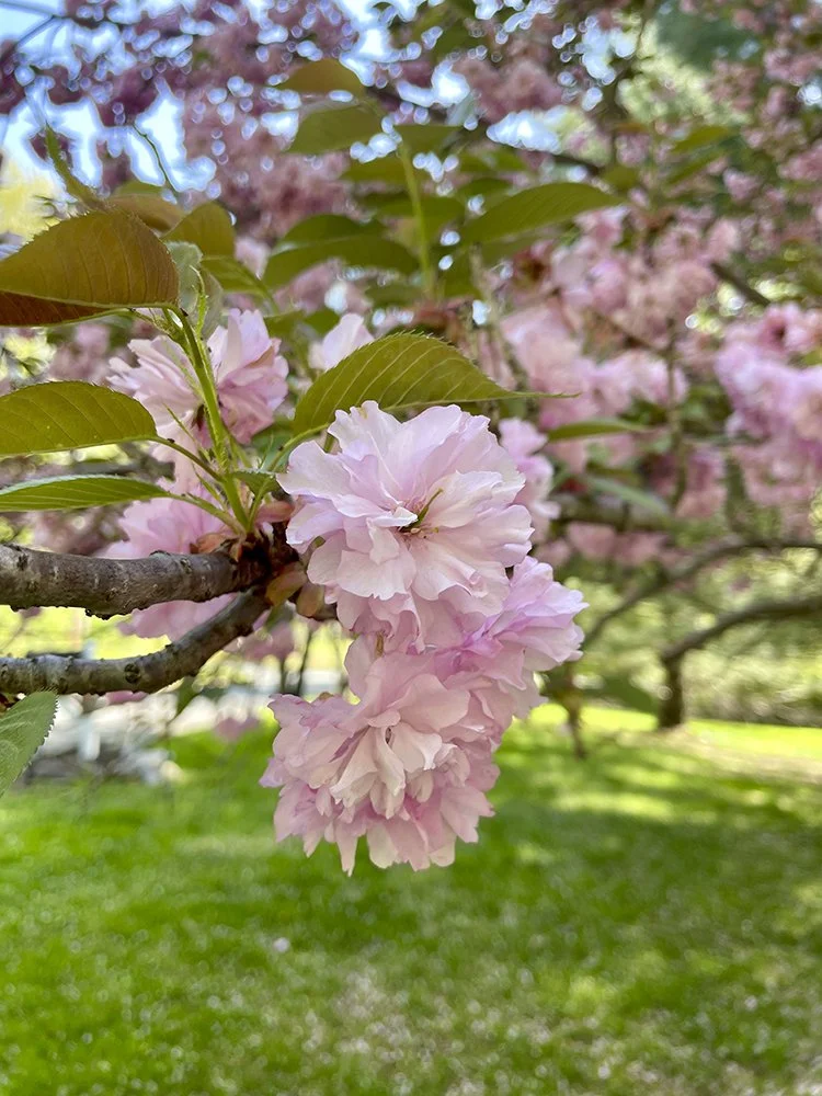 Cherry Blossom