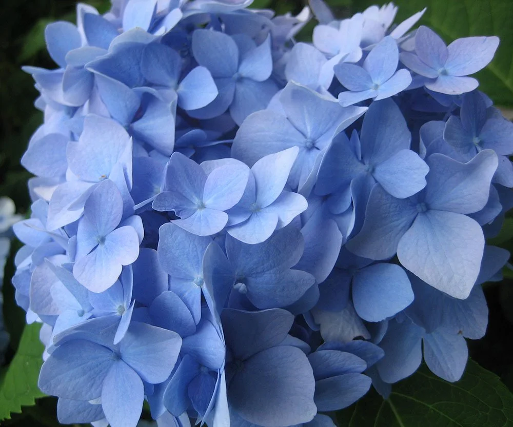 Hydrangea