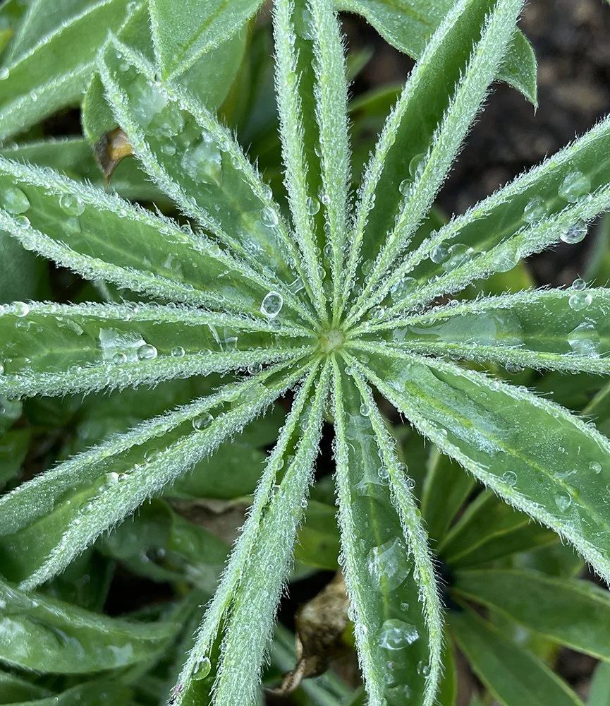 Lupine