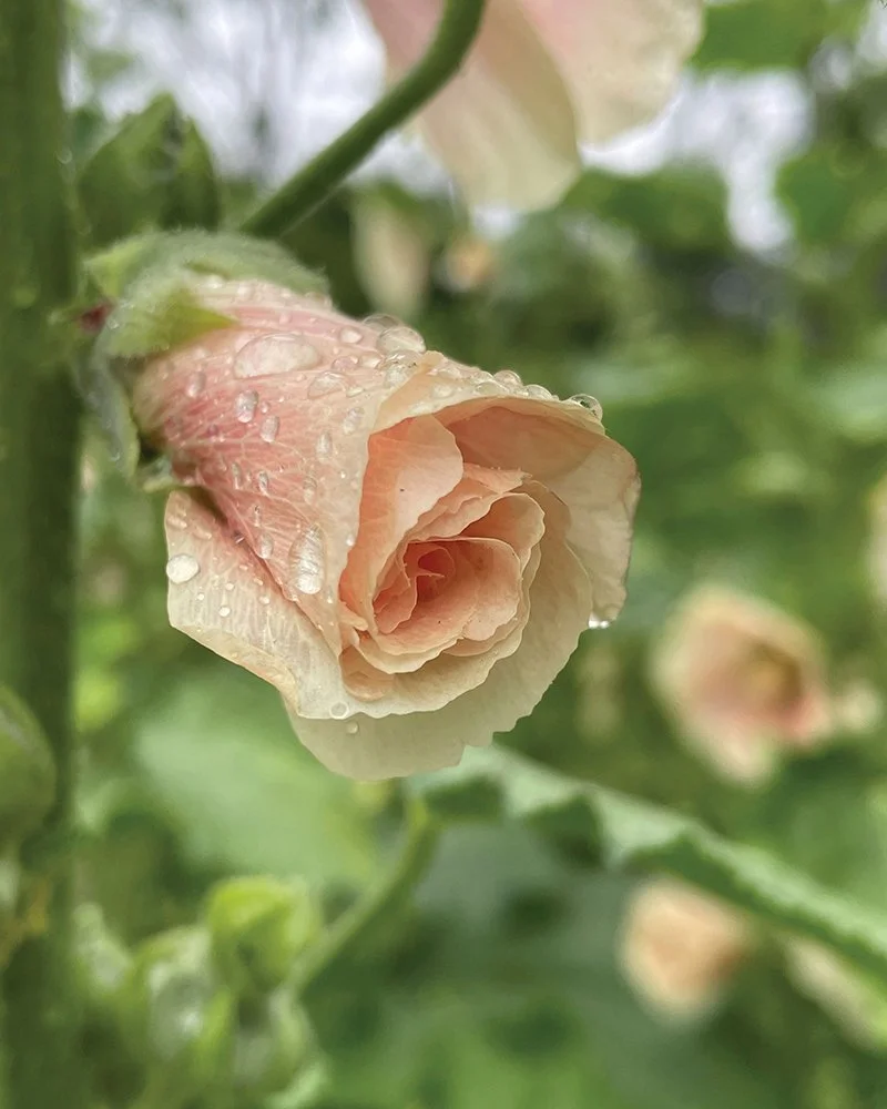 Hollyhock