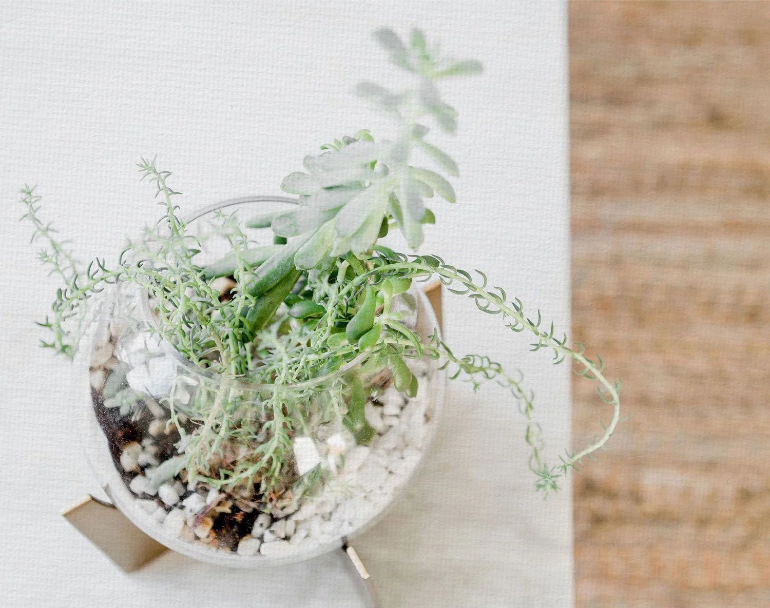 Minimal studio detail with plants, representing the thoughtful and organic approach of Mariposa Creative Co.