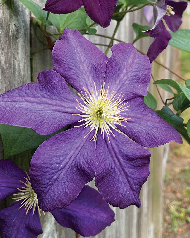 Clematis
