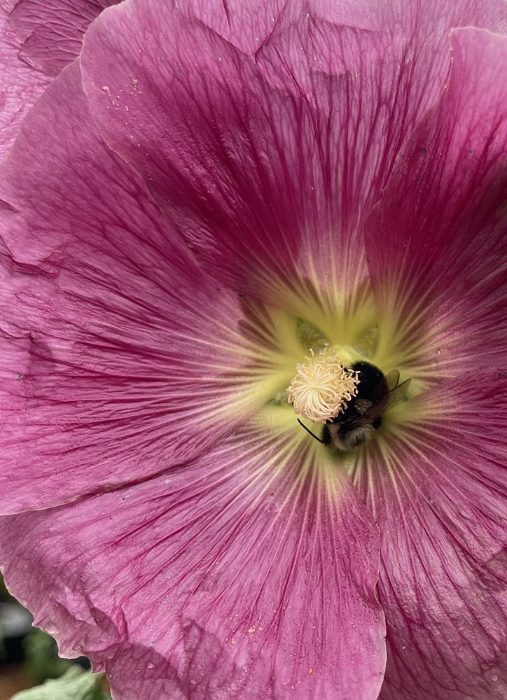 Hollyhock