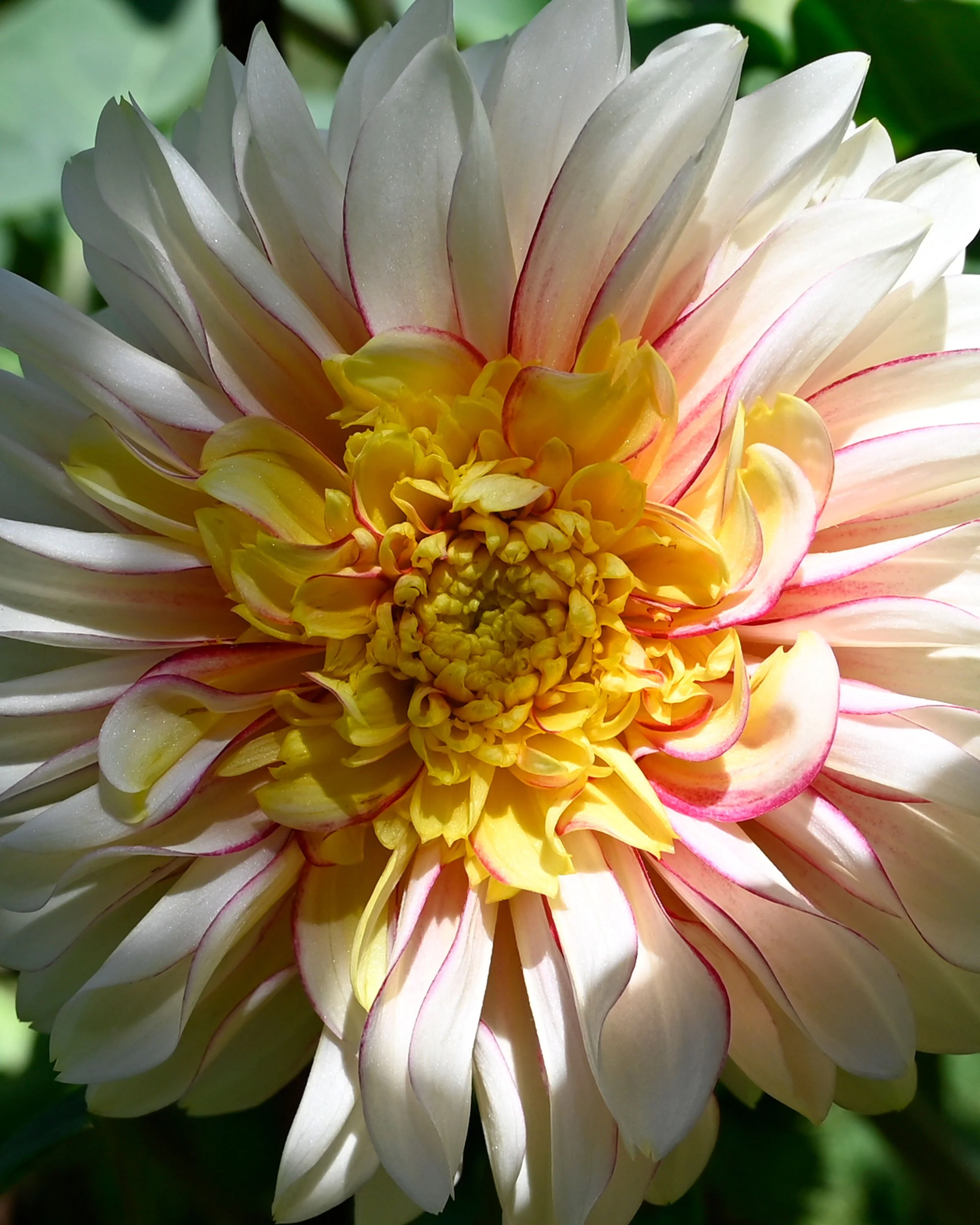 dahlia.jpg