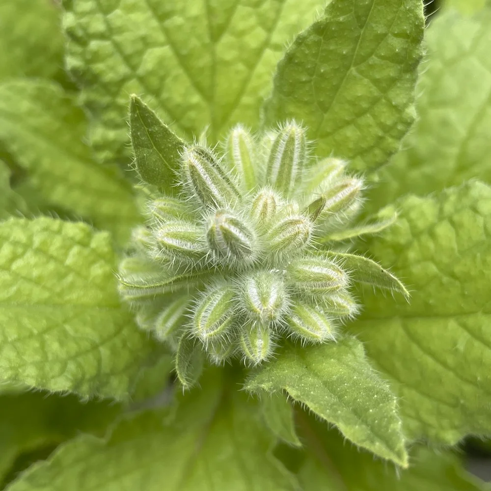 Borage