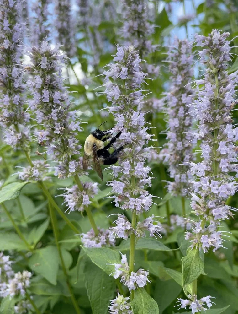 Anise Hyssop