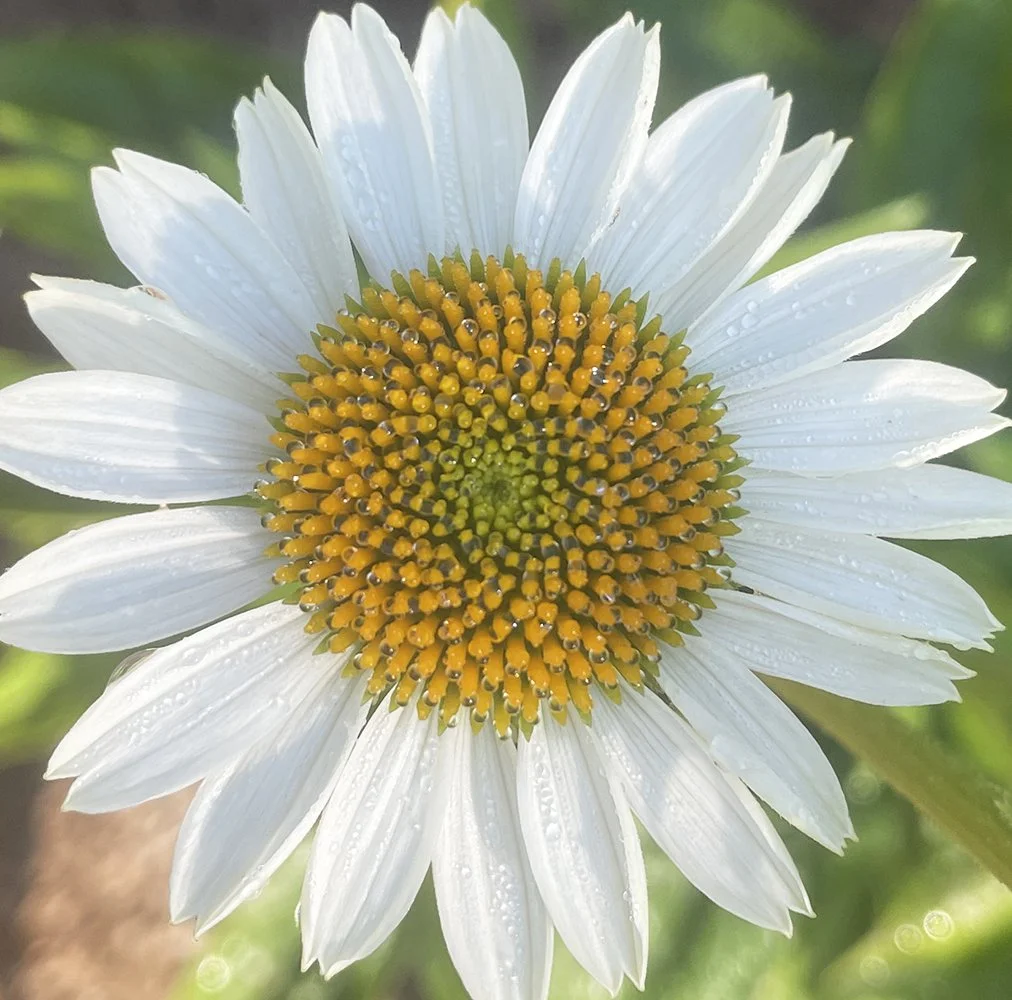 Ox-eye Daisy