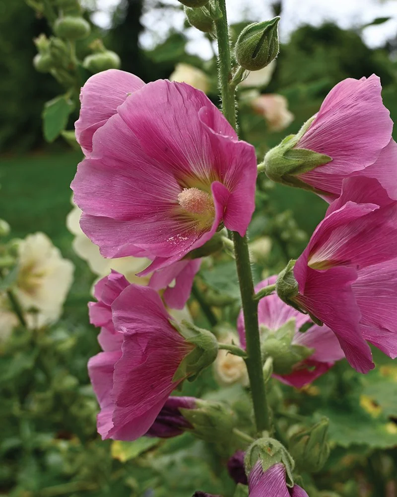 Hollyhock