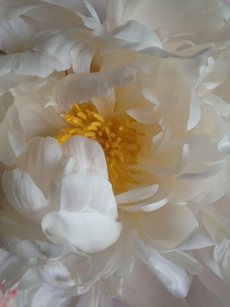 Peony