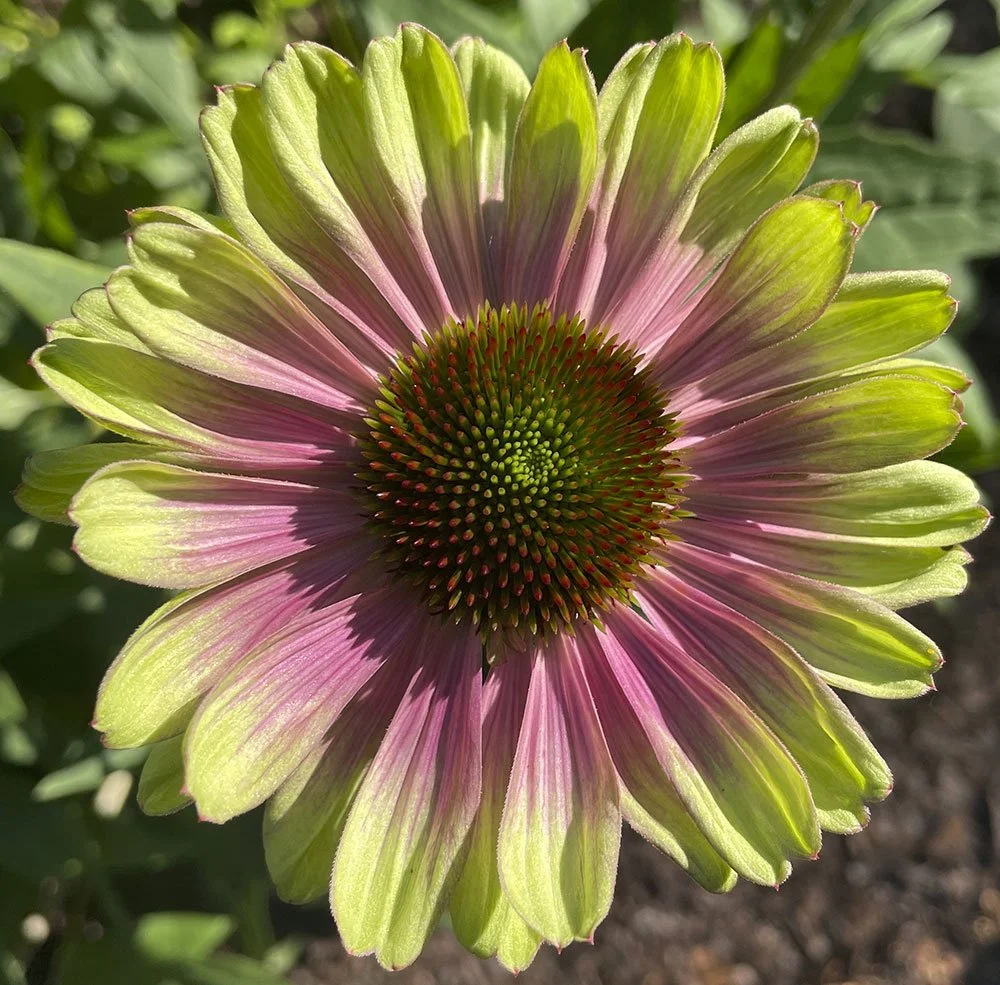 Echinacea