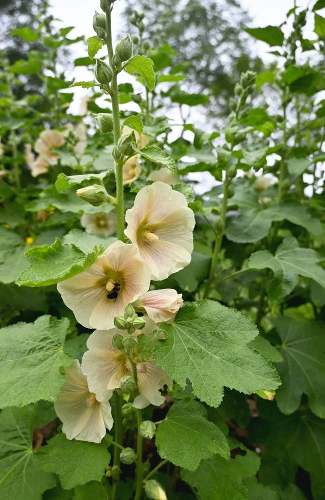 Hollyhock